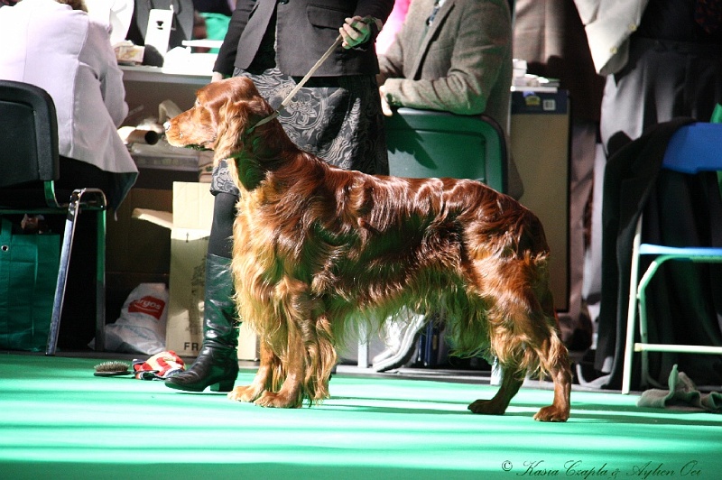 Crufts2011 591.jpg